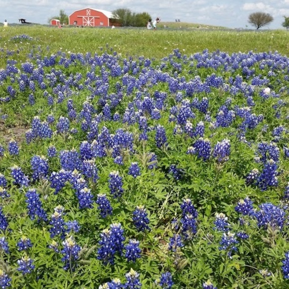 Meet your Posher, Blossom Bluebonnetpatch - Picture 1 of 1